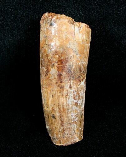 Bargain Spinosaurus Tooth - inches #4481